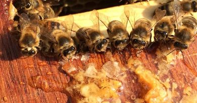 Somerton Beekeepers